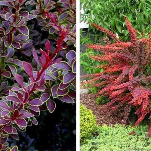 Саженец барбариса Голден Ринг (Golden Ring)