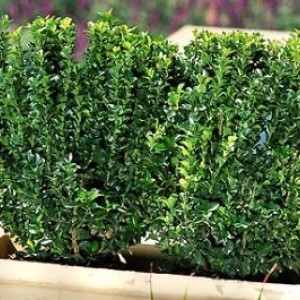 Саженец бересклета Грин Спайр (Green spire)