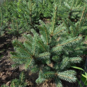 Саженец Ели Голубой Мисти Блу (Misty Blue)  40-60 см