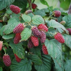 Саженец красной ежемалины Тайберри (Tayberry)