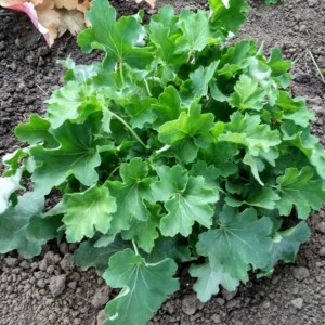 Саженец гейхеры зеленолистной Нокаут (Heuchera Knock Out)