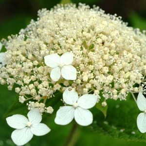 Саженец гортензии древовидной Белый купол (White Dome)