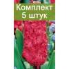 Луковицы Гиацинта Холли Хок люкс (Hollyhock) -  комплект 5 шт.