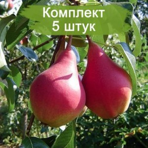 Саженцы груши Нарядная Ефимова -  комплект 5 шт.