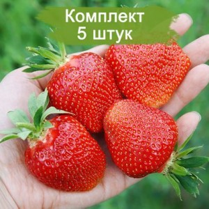 Саженцы клубники Клэри (Ранняя) -  комплект 5 шт.