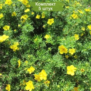 Саженцы лапчатки кустарниковой (Курильского чая) Кобольд (Kobold) -  комплект 5 шт.