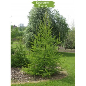 Саженцы лиственницы Европейской 60-100 см -  комплект 5 шт.