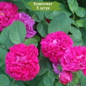 Саженцы почвопокровной розы Фейри Чейнгелинг / Фейри Чейнджлинг (Fairy Changeling) -  комплект 5 шт.