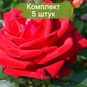 Саженцы чайно-гибридной розы Софи Лорен (Sophia Loren) -  комплект 5 шт.