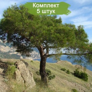 Саженцы сосны Крымской 100-150 см -  комплект 5 шт.