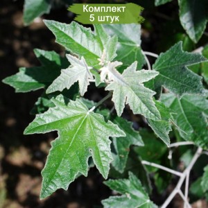 Сеянцы тополя Белого (Серебристого) (до 20 см) -  комплект 5 шт.