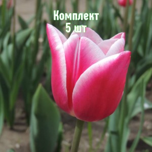 Комплект 5шт / Тюльпан Тинеке Ван дер Меер