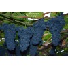 Саженцы винограда Амурский прорыв (Средний/Фиолетовый) - комплект 5 шт.