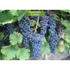 Саженцы винограда Маркетт (Средний/Фиолетовый) -  комплект 5 шт.