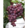 Саженцы винограда Подарок Крайнова (Средний/Розовый) -  комплект 5 шт.