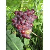Саженцы винограда Сенатор (Средний/Красный) -  комплект 5 шт.