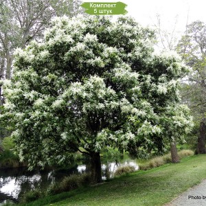 Саженцы ясеня Белого (40-60 см) -  комплект 5 шт.