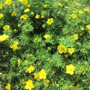 Саженец лапчатки кустарниковой (Курильского чая) Кобольд (Kobold)