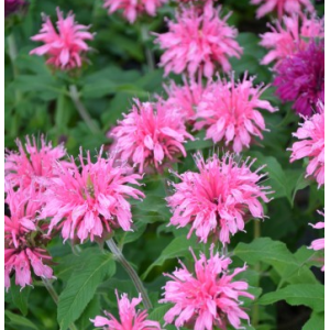 Cаженец монарды гибридной Пинк Лэйс (Pink Lace)
