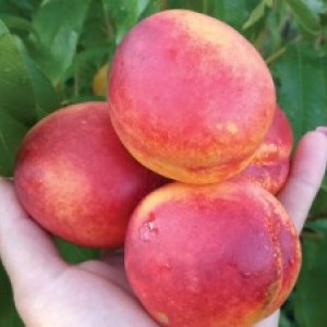 Саженец нектарина Спокуса