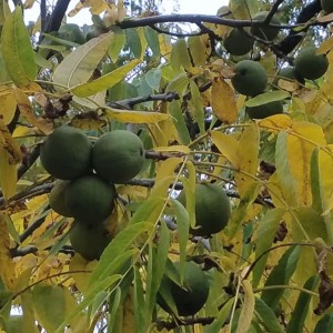 Саженец ореха черного 108-Н