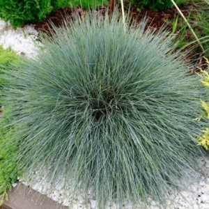 Саженец овсяницы сизой Фестина (Festina)