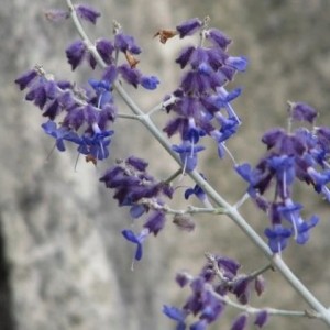 Саженец Перовскии лебедолистной Филигрань