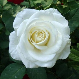 Саженец чайно-гибридной розы Вирджиния (Virginia)