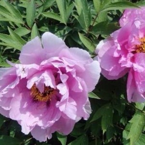 Саженец пиона древовидного As pretty as flower and jade