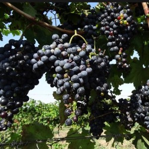 Виноград Гранатовый