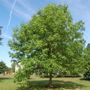 Саженец ясеня Обыкновенного (от 150 см)
