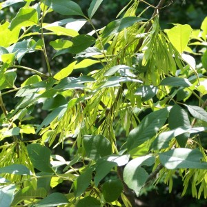 Саженец ясеня Пенсильванского (20-40 см)