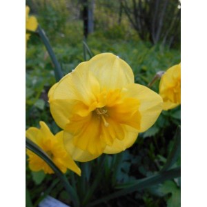 Луковица нарцисса Керли Лэйс (Curly Lace) желтый