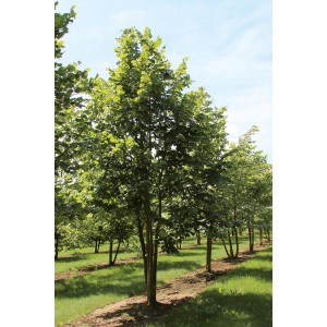 Саженец липы Крупнолистной 40-60 см
