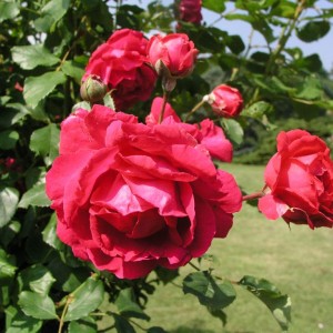 Саженец плетистой розы Пауль Скарлет / Пол Скарлет (Paul's Scarlet)