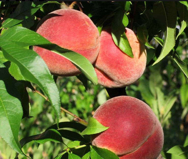 Персик Стартовый