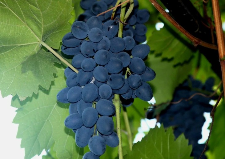Виноград Зинта