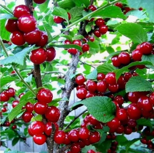 Вишня войлочная Алтана