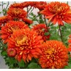 Хризантема Аврора