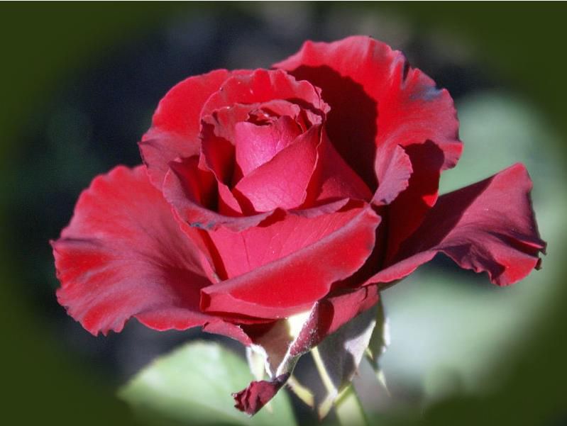 Порно фейк розы сябитовой (81 фото)